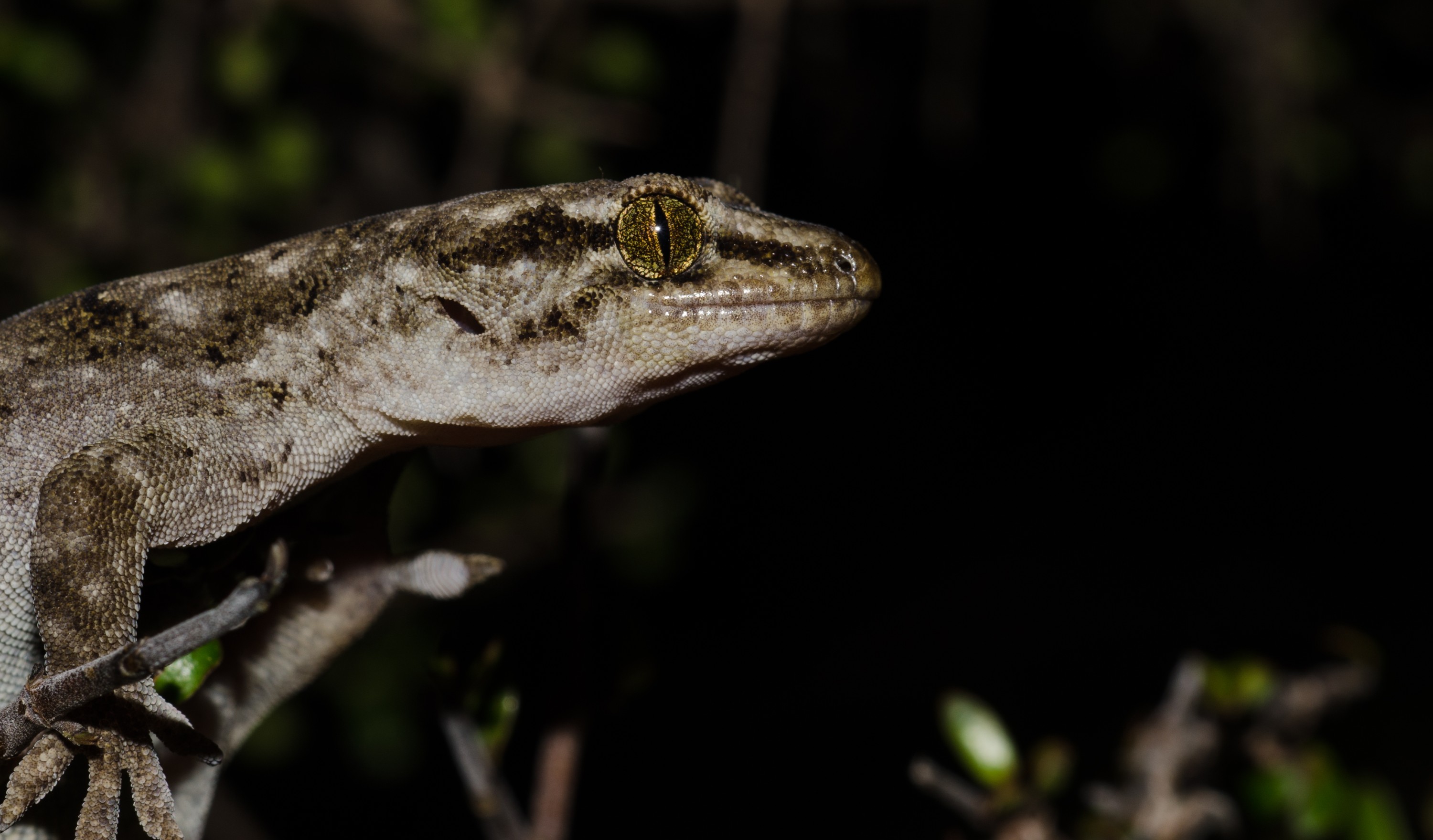 DSC_3555 – Canterbury, Brown, Gecko, Woodworthia, brunneus, banks, peninsula, Crispin, reptiles, amphibians, rare, cold, blood, new, new zealand, zealand, nz